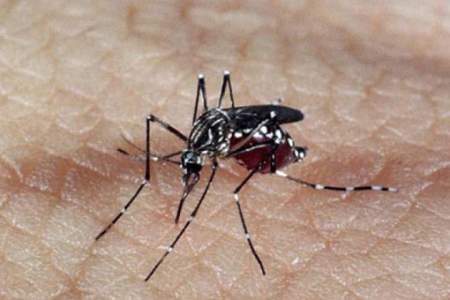 aedes-dengue-prb-campanha-prefeitura-de-cruzeiro-foto-agencia-brasil-20-01-16