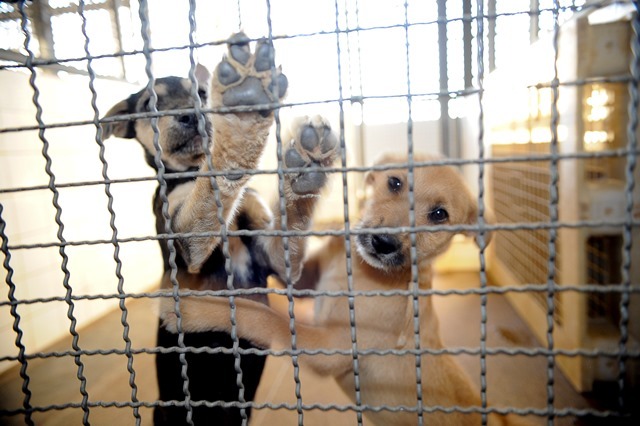 Carlos Gomes defende fim do extermínio de cães e gatos nos centros de controle de zoonoses do Brasil