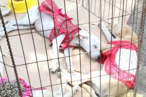 José de Arimateia promove ações em defesa da causa animal em Salvador